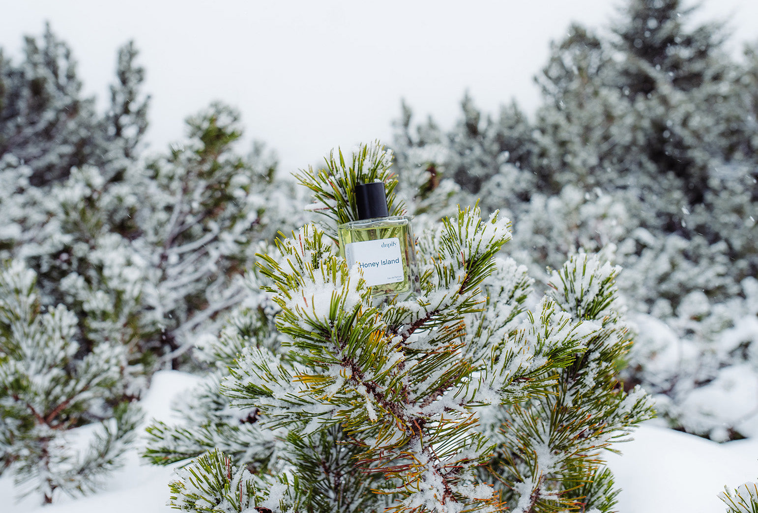 Duftzwilling im Schneebedeckten Weihnachtsbaum